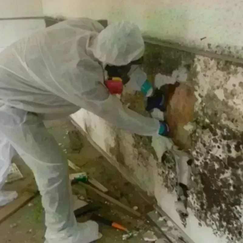 Mold Remediation and Removal in Estill, SC